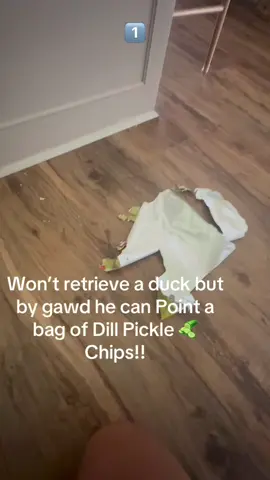 Guilty dog #dog #dogsoftiktok #funnydog #guilty #fyp #dogslife #baddog 