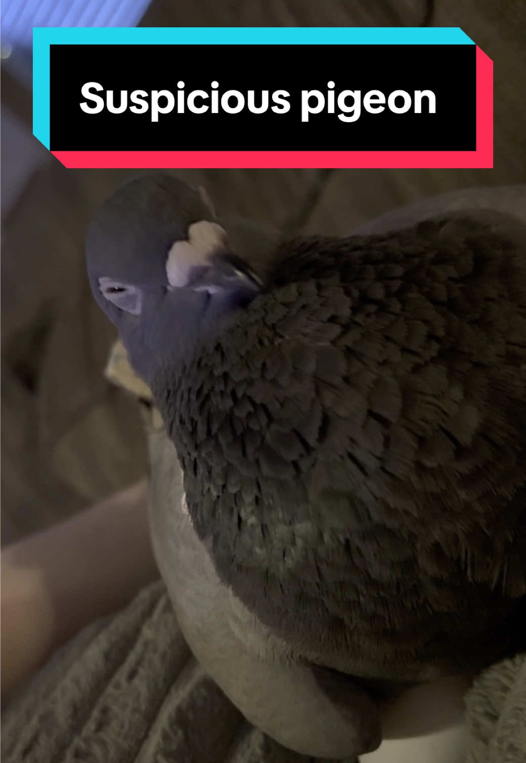 Pigeon says: Very suspigeous 👀 #creatorsearchinsights #pigeons #petpigeon #pigeonsoftiktok #petpigeons  Cute pigeons  Pigeon pet  Pigeon loaf funny pigeons Pet pigeon  Pigeon 