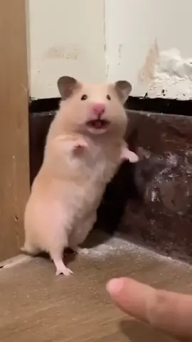 Trái tim iem mỏng manh lúm 🥹  #hamsters #funny #hamsterbear 