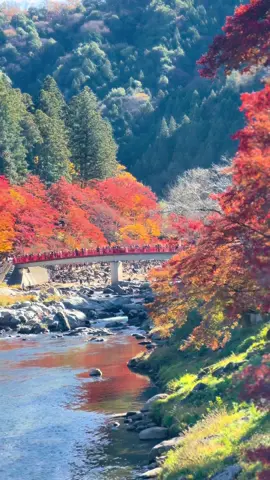 Autumn is near 🍂 #autumnjapan #korankei🍁🍂 #japanautumn 