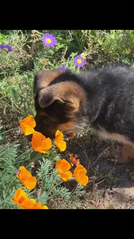 I love hanging in the flower garden with the pups!!! #pureheartgermanshepherds #pureheartgsd #gsd #germanshepherds #gsdfamily                        . . .        