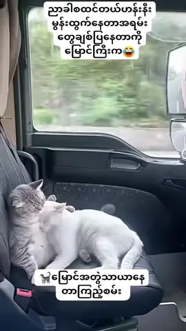 #ล่าเถียว #ยว💓💓💓💓💓💓💓😻😻😻😻😻😻 #ล่าเถียว #ยว💓💓💓💓💓💓💓😻😻😻😻😻😻 
