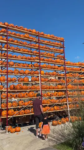 trying to pretend like it’s not 85 outside rn #fallactivities #halloween #pumpkinseason #fallfest #eventsinchicago 