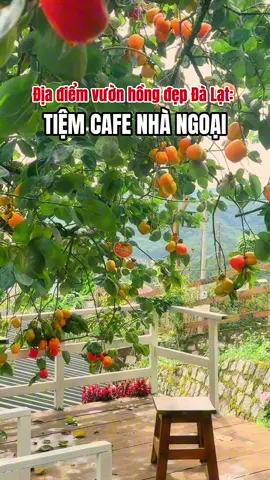 Mùa này Đà Lạt có vườn hồng sai trĩu quả #dalat #tiendalat #rongchoidalattravel #rongchoidalatgroup #dalatstory 