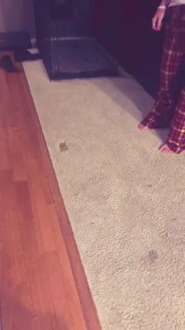 Insert cheesy bread#fyp #meme #lol #insertcheesybread #4yp 