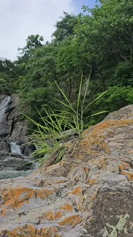 Belleza natural Cascadas de invierno ubicada en Cantón El peñón Sociedad Morazán El Salvador #Naturaleza #cenderismo #paisajes 