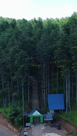 viralnya, hutan Pinus Bulu Tanah #promoseruweekend  #TikTokIndonesia  #bone  #viral  #fypindonesia 