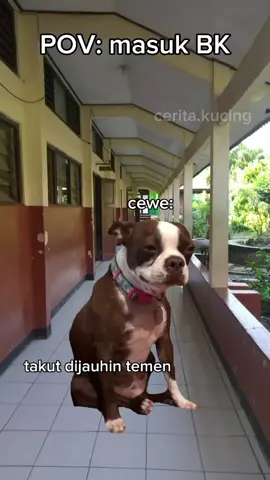 mendadak artis jir #cats #kucing #abcxyz #fyppppppppppppppppppppppp 