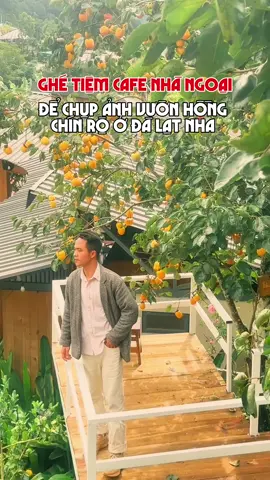 Tiệm cafe Nhà Ngoạ đang có vườn hồng chín rộ, cả nhà ghé chơi chụp ảnh cùng Tiến nha #tiendalat #dalat #thochupanhdalat #rongchoidalatgroup #dalatstory 