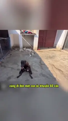 Có việc rồi anh em ơi #vuacho #huanluyencho #xuhuong 