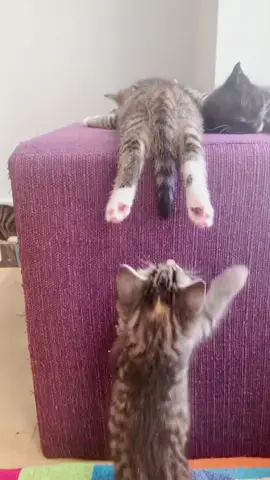 Baby cat just causing chaos like it’s their full-time job 😼💥 Follow for more tiny troublemakers ⬆️ #CuteCats #KittenLife #FunnyAnimals #ForYou