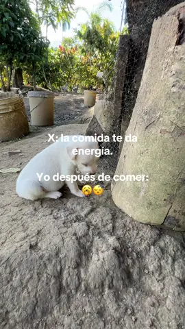 #humor#mascotas#paratiiiiiiiiiiiiiiiiiiiiiiiiiiiiiii #ecuador 