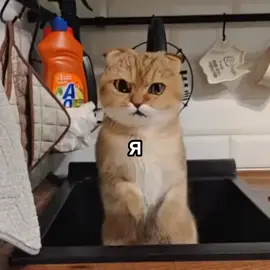 ХАХААХАХА #кот #тапки #котэ #мем 