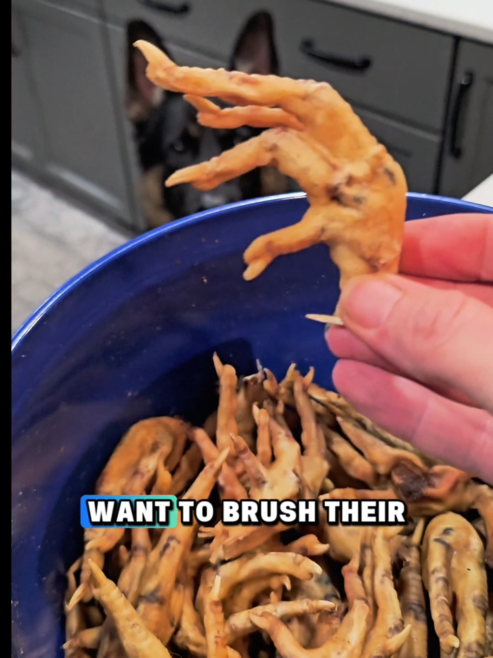 Bedtime chicken feet for healthy teeth and hip and joint support! 🐔🦷🦴 #ChickenFeet #Teeth #Hip #Joint #Kinglou @King Lou 