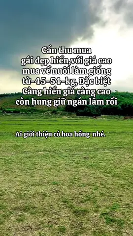 cần thu mua một cô gái vừa đẹp vừa hiền, với giá thật cao, mua về nuôi làm giống, Đặc biệt không biết chửi chồng. ai giới thiệu có hoa hồng😆😆😆