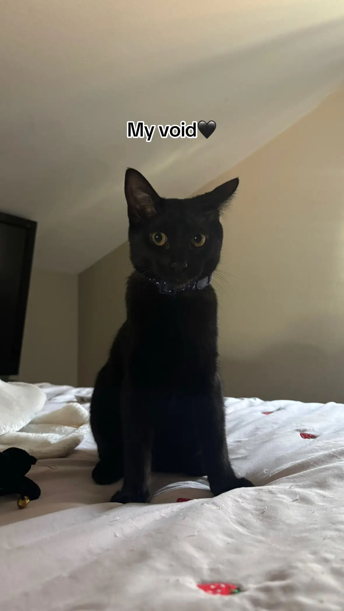 #blackcat #october #fyp 