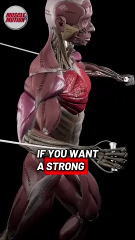 How to build a strong rotator cuff (and help many with shoulder pain!) @Muscle and Motion 