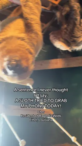 This made my whole year!! 😩♥️ Go see Cher and her partner Sonny (and Pim the anteater who lives with them) and feed them some zucchini and lettuce! They’re at Magnolia Wilds in Ethel, Louisiana and can’t WAIT to see you! #louisiana #louisianacheck #sloth #slothsoftiktok #batonrougethingstodo 