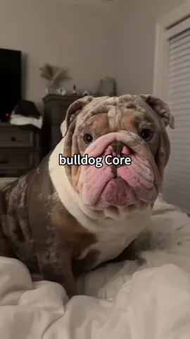 bulldog core #dog #funnydog #fyp #bulldog #dogsoftiktok 