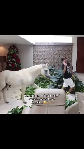 #fyp #foryoupage #tiktokponmeenparati #viral #danieltravieso 