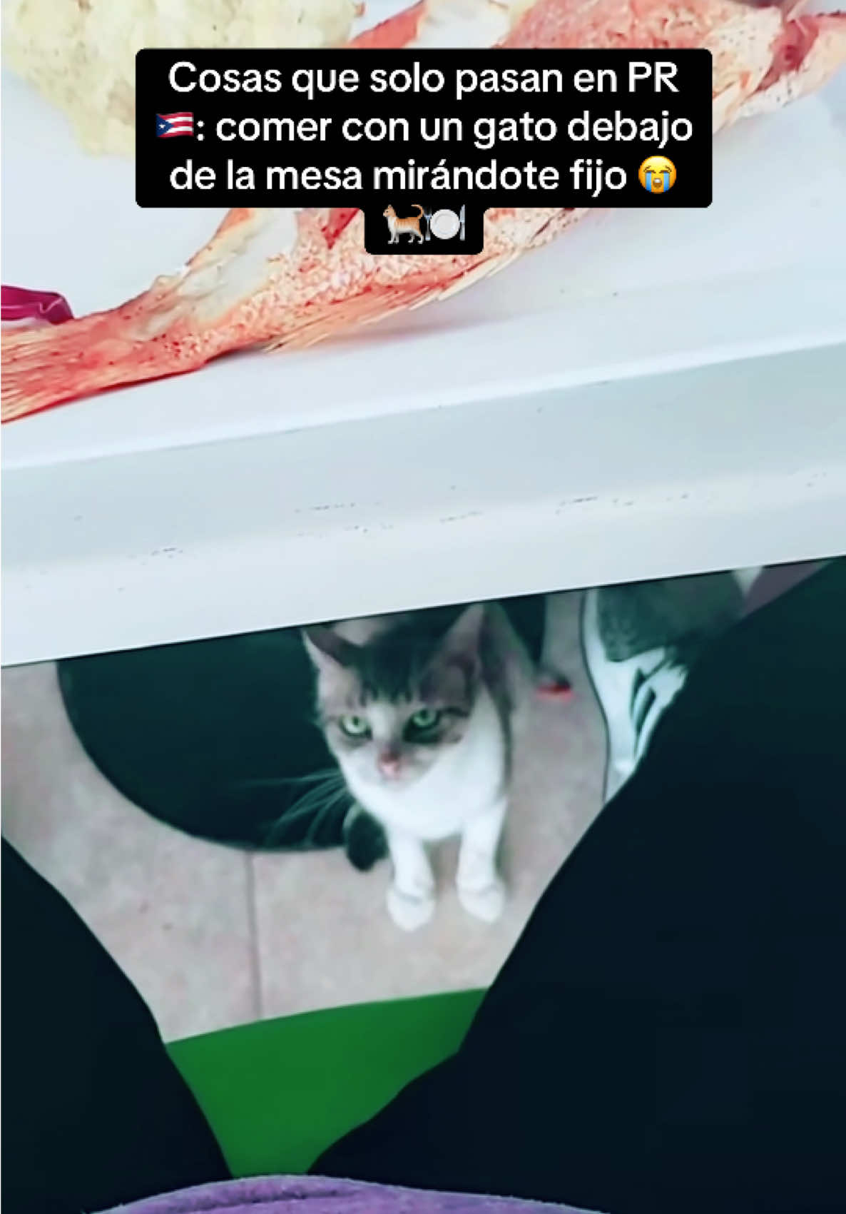 #elpelota #naguabopr🇵🇷❤️ #gato #cats #puertorico🇵🇷 