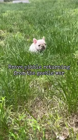 gebl aar#pibble #pibbles #viral #fyp #foryoupage 