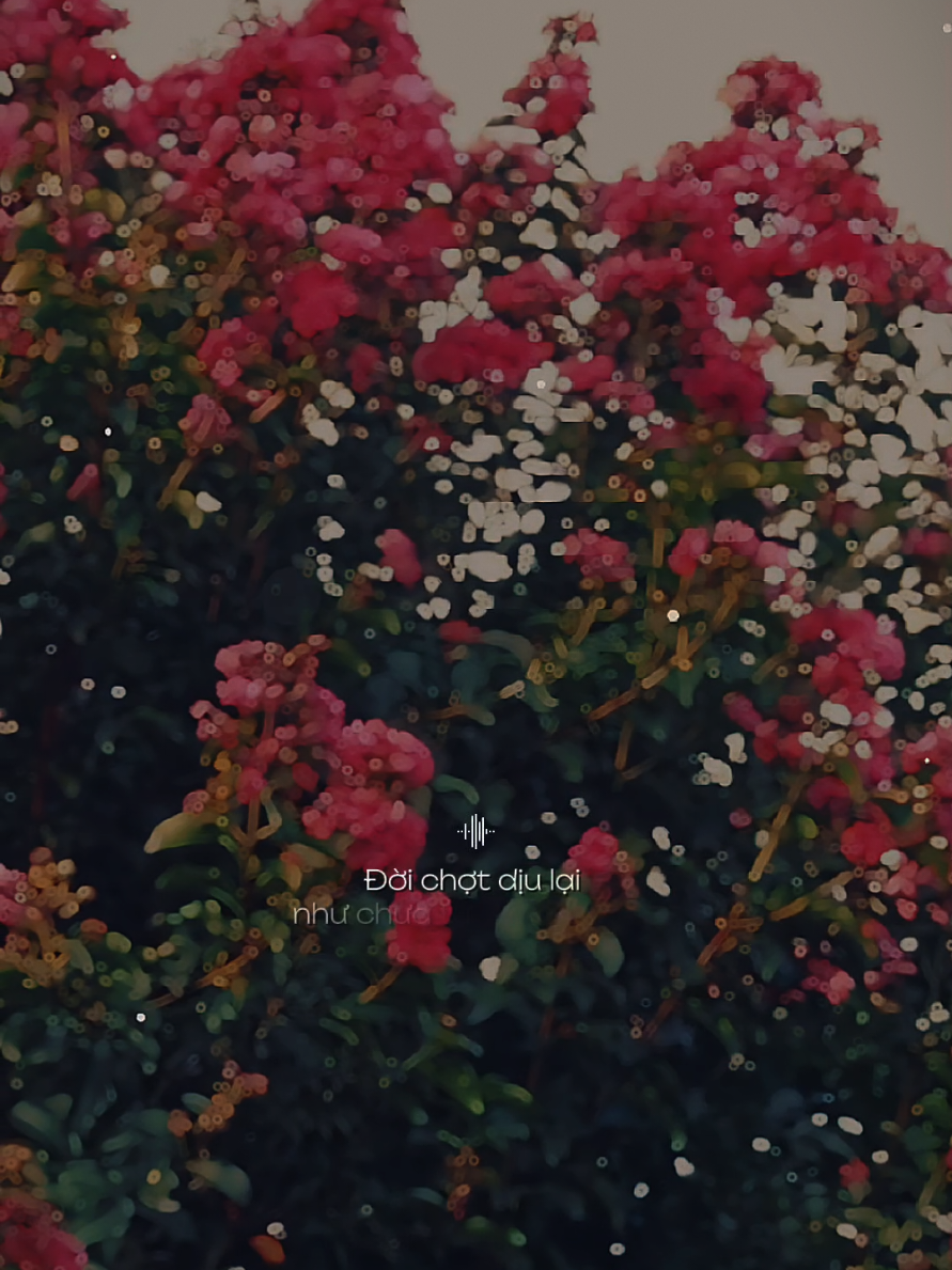 Ơ à ơi sáng nay nở đóa Tường Vi... [ Sáng Nay Hoa Nở ] #sangnayhoano  #nhacbuontamtrang  #tramcamxuc💔  #maucapcut  #pnnguyen39 