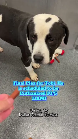 💚💚SAFE WITH FOSTER💚💚 ‼️EXTENDED TO 10/6‼️Update 10/3: Extension Granted, Needs Placement by 10/5 11am Adopt/ Rescue -SPACE- Needs placement by 11 AM on 10/05/25 •	Animal ID: Tobi A1260986 •	Age: 1 years •	Sex: Intact Male •	Weight: 63lbs •	Heartworn: Negative •	Intake type: Owner surrender Adopets link:  https://adopt.adopets.com/pet/bea3a762-8a0a-4391-9bc7-f1a4b04a0549 Available Now  Bio:  Tobi is a handsome 1-year-old gentleman with a gentle and quiet demeanor. From our observations, he seems to be on the timid side, preferring to keep to himself and sniff around the play yard. While Tobi may not actively seek out interaction, he appears to tolerate gentle greetings from other dogs. With some patience and understanding, Tobi could blossom into a wonderful companion. Come meet Tobi today! Volunteer observation: 09/06/25 Tobi is a handsome guy! He very gently approached his snack and seemed okay with me being near him. 09/16/25 Timid; Tobi was quiet in his kennel when I stopped to say hi. I had to close the divider in order to get the leash on him. He was hesitant to leave and it took us a little while to get outside to the play yard. Outside in the play yard his tail was mainly tucked, although I could tell he was more comfortable towards the end than at the beginning. He spent most of his time with his nose sniffing the ground. I gently touched him and he moved away. He had a timid wary demeanor and may need some more interaction to feel safe and comfortable. 09/21/25 Avoidant/Fearful; Disinterested in Treats; Avoiding Eye Contant; Disinterested in Attention; Tobi was very timid and didn’t want to be leashed. 09/25/25 Avoidant/Fearful	 There were no treats available. He would not interact; Avoiding Eye Contant; Disinterested in Pets/Cuddles;Disinterested in Attention; Tobi retreated to the back of the kennel and would not come to me. He was disinterested in the ball I brought. Playgroup observation:  09/24/25 Tolerant, didn't seek out interaction from other dogs at this time but would allow greetings from those that approached. Kept to self and did well around other gentle dogs. PG1 - SOCIAL /  DG - DAINTY & GENTLE Shelter observation: 09/06/25 lays on cot, quiet. 09/27/25 when approaching timid; shy; loves being outside and observant of surroundings. Contact Email dasrescue@dallas.gov to rescue tag Email dasfoster@dallas.gov to foster Email dasadopt@dallas.gov to adopt #dog #dogs #pets #animals 