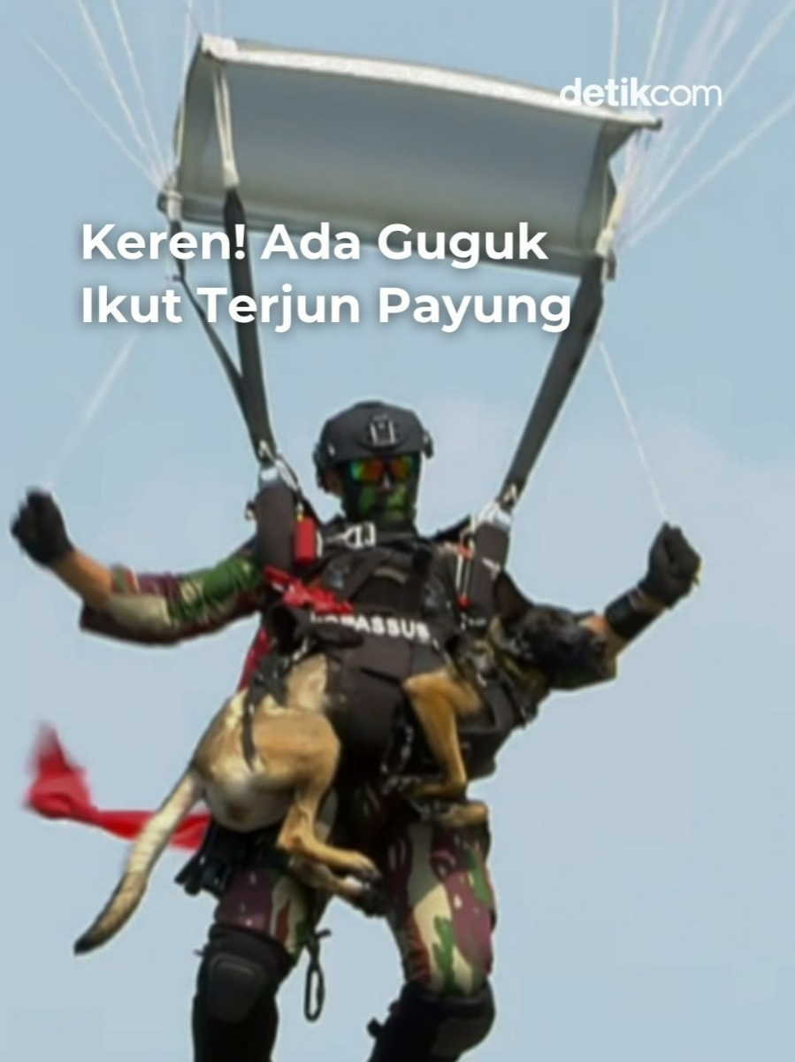 Sebanyak 80 orang penerjun payung ambil bagian dari Peringatan HUT ke-80 TNI yang dipusatkan di Monas, Jakarta, Minggu (5/10/2025). Mereka terdiri dari Pasukan Penanggulangan Teror (Gultor) RI, penerjun satwa, dan penerjun Srikandi TNI. Dua penerjun satwa membawa anjing saat terjun payung. Mereka terjun dari pesawat CN-295 yang melintas di langit Monas. Baca berita menarik lainnya hanya di detik.com ! Creator: Ariandi #huttni #hutke80tni #detikcom #prabowo #penerjunsatwa #anjing