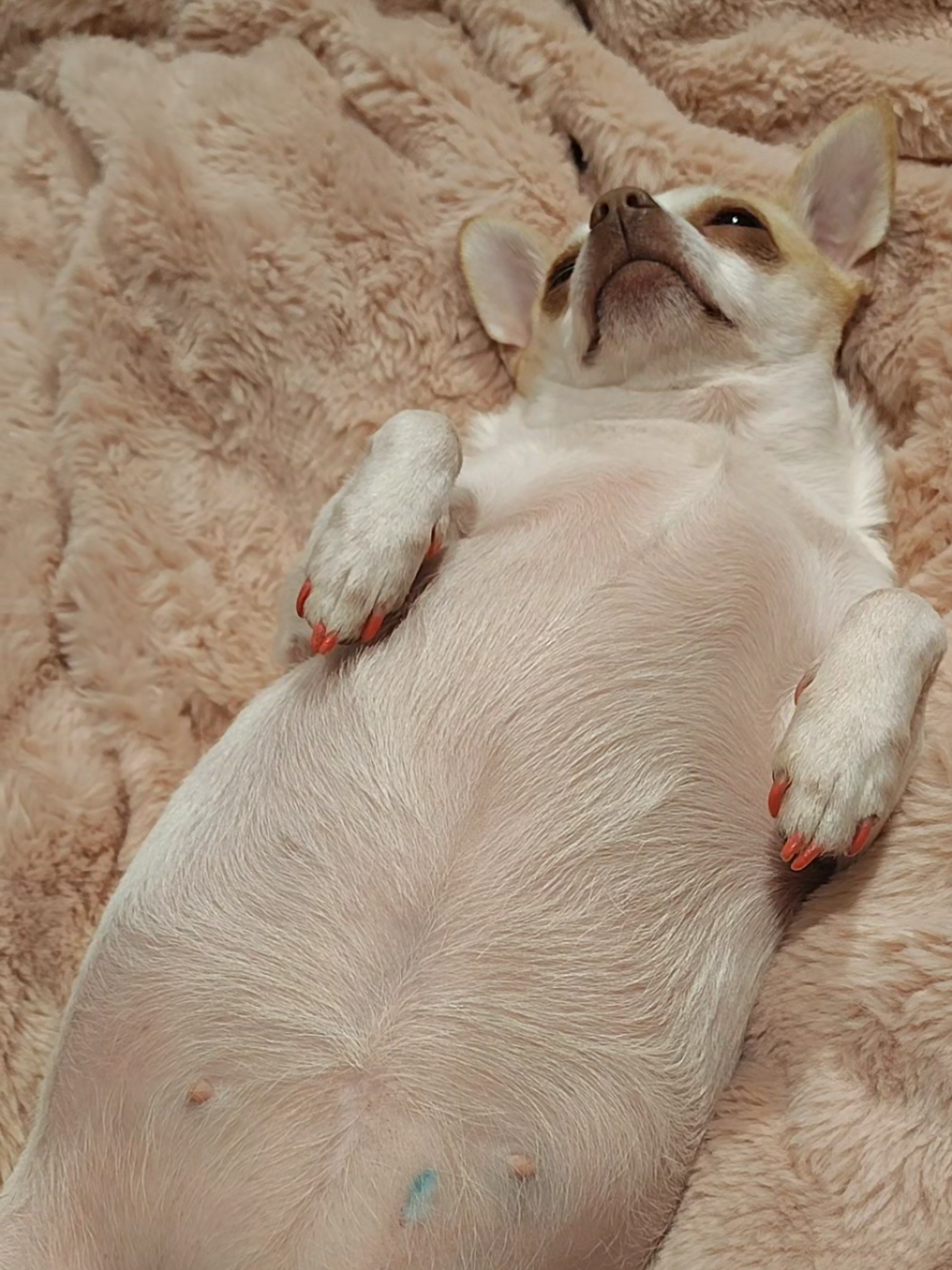 bored  #plumpy #funny #Chihuahua 