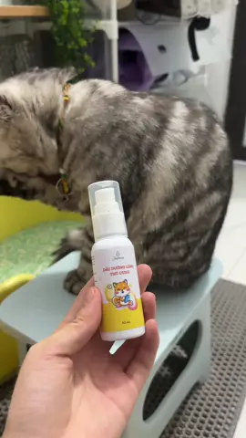 Dầu dưỡng lông siu thơm siu bóng mượt ạ #viral #xuhuong #catsoftiktok #duonglongchomeo #jullyhouse 