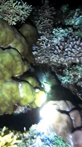 SPOT BARU IKAN SAMA😁 #spearfishing #nightspearfishing #freediving 