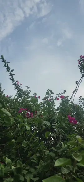 صباح الورد المنثور متابعيني  #اكسبلورexplore❥🕊  #هشتاك_تيك_توك #🦋 