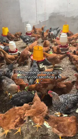 Bendiciones mis emprendedores  #ecuador🇪🇨 #bendiciones #trabajo #avicola #motivacion 