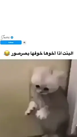 #قطط #مضحك 