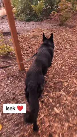 Isek needs a home! #gsdoftiktok #GSD #shelterdog #adoptme #seniordog 