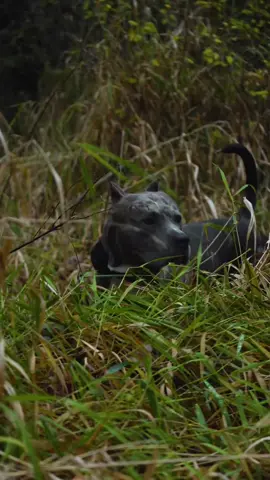 Zareki-O's and Cheesecake 😍 🐾 🐾 🍰 . Filmed and edited by owner @roman_mpls  📽️🎬 . #merle_mansion_bullies #americanbullies #americanbully #xlbullies #xlamericanbully 