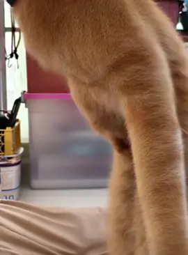 กฎข้อแรกคือห้ามกลัวฉัน และนั่นคือกฎข้อเดียวสำหรับคุณ#dance #cat #ai 