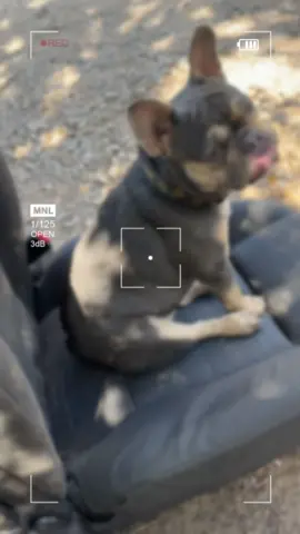 Ways to enjoy life's little things #frenchiebuzz#petlovers#dogsoftiktok#itsthesimplethingsinlife#creatorsearchinsights 