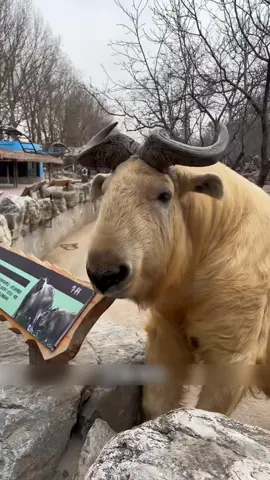 Một ngon Linh Ngưu dễ thương như vậy bạn có muốn bị nó húc một cái không? #khampha #thuvi #dongvat #fyp 