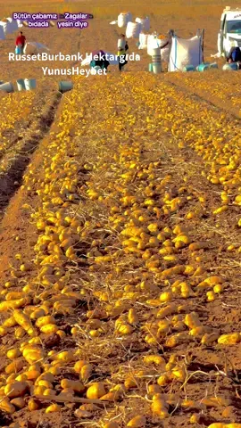 𝗥𝘂𝘀𝘀𝗲𝘁𝗕𝘂𝗿𝗯𝗮𝗻𝗸 𝗛𝗲𝗸𝘁𝗮𝗿𝗴ı𝗱𝗮 𝗬𝘂𝗻𝘂𝘀𝗛𝗲𝘆𝗯𝗲𝘁  Fark arıyorsan buyur gel#keşfetteyizzz #patates#kayseritomarza #arapkızları💕🧿💕🧿 #russetbubank @🌸𝓖𝓪𝓶𝔃𝓮𝓵𝓲🌸 @Halil el harabaviy63 