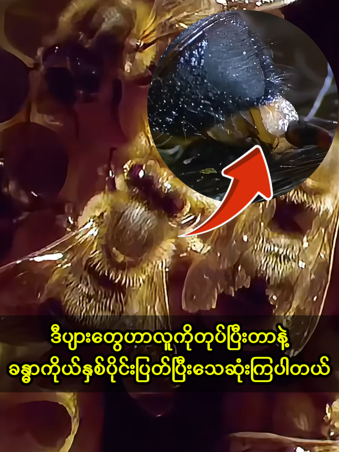 ပျားတွေဟာပျားအုံပျက်စီးရင် ကလေးတွေကိုထားခဲ့ပြီး ပျားရည်ကိုပဲကယ်ဆယ်ရေးလုပ်ကြပါတယ်