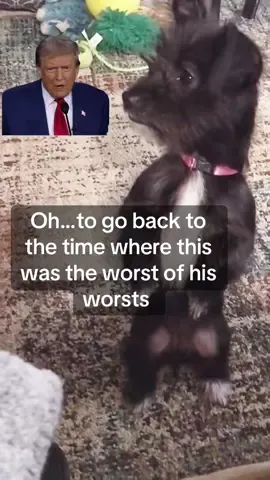 So melanchollly for a time that seems like years ago and it’s barely been 1!!   Anyways. If you haven’t laughed today, I hope this throws you into the same fit of laughter it does me. Life was good back then huh?  #trump #lifebeforetrump #life #arewecooked #chorkies 