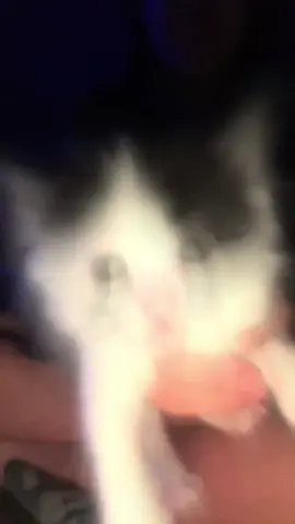 #fyp #kitty #catsoftiktok #funny #xyzbca 