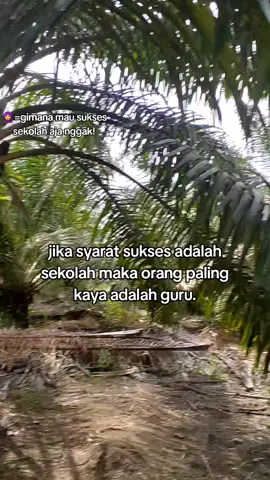 #fyp #fyppppppppppppppppppppppp #harusfyp #sawitontiktok #petaniindonesia🇮🇩🇮🇩🇮🇩🌿🌿 
