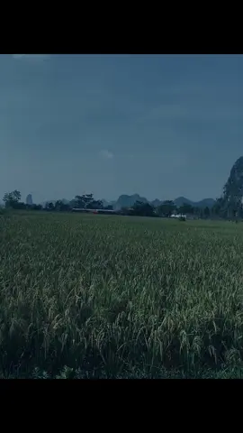 #fyp #viral #neverlove08 