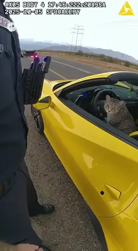 Cat gets pulled over! #bodycam #cam #cat #police #policeofficer 