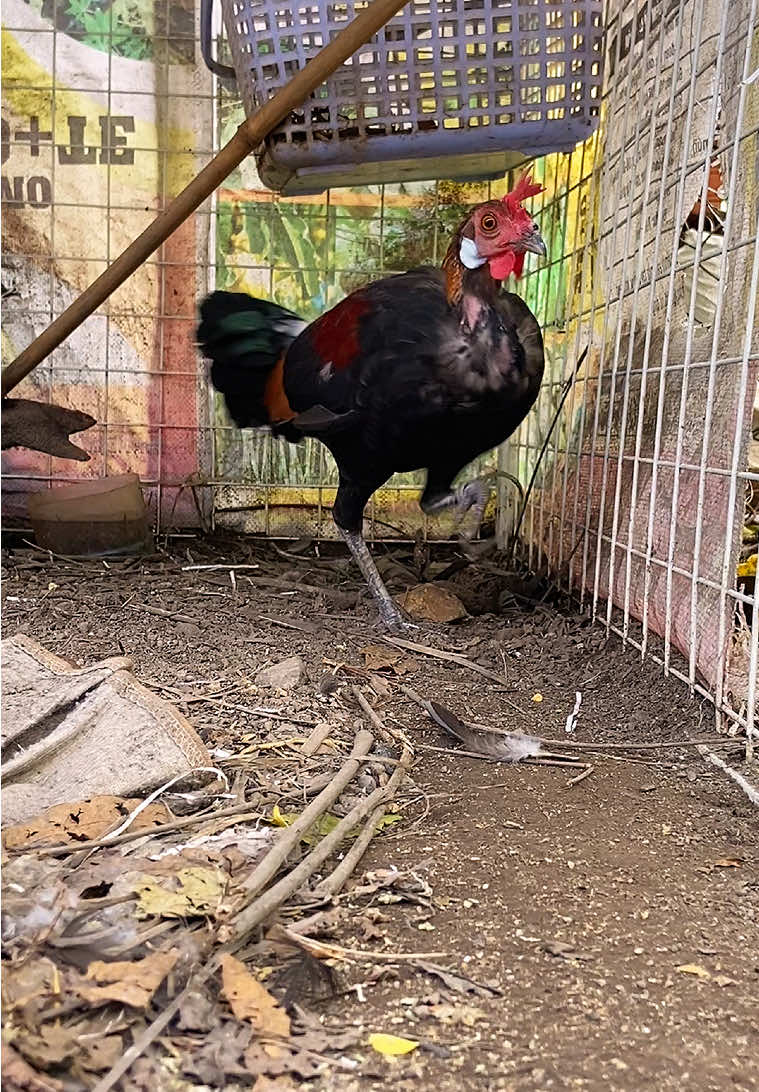 Chóng mặt quá #garung #garungrac #xuhuong #garungf1 #dammegarung 