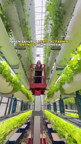 Vertical Farming Hydroponic Tertinggii di Indonesia!! Bisa metik sayur dari ketinggian 18 meter 😱 Visit 50k! Per pax udah bisa panen dan bawa pulang sayur nyaa 🥬 @Ladang Farm Teknologi  📍Ladang Farm  Cilandak, Jakarta Selatan  #jktgo