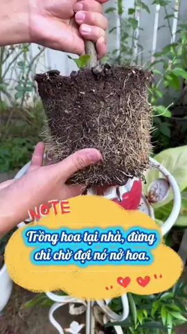 Trồng hoa tại nhà, bạn đừng chỉ chờ đợi nó nở hoa.#chamsoccay #meotrongcay #trongcaytainha #trongcaysieude #fyp 